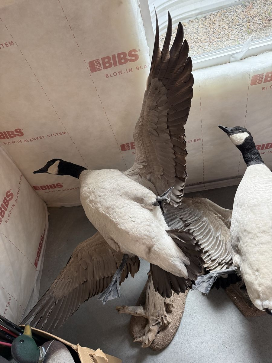 Geese mounts