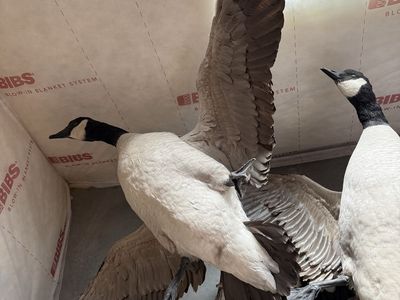 Geese mounts