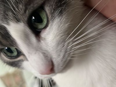 Senior Cat Re-Homing Help