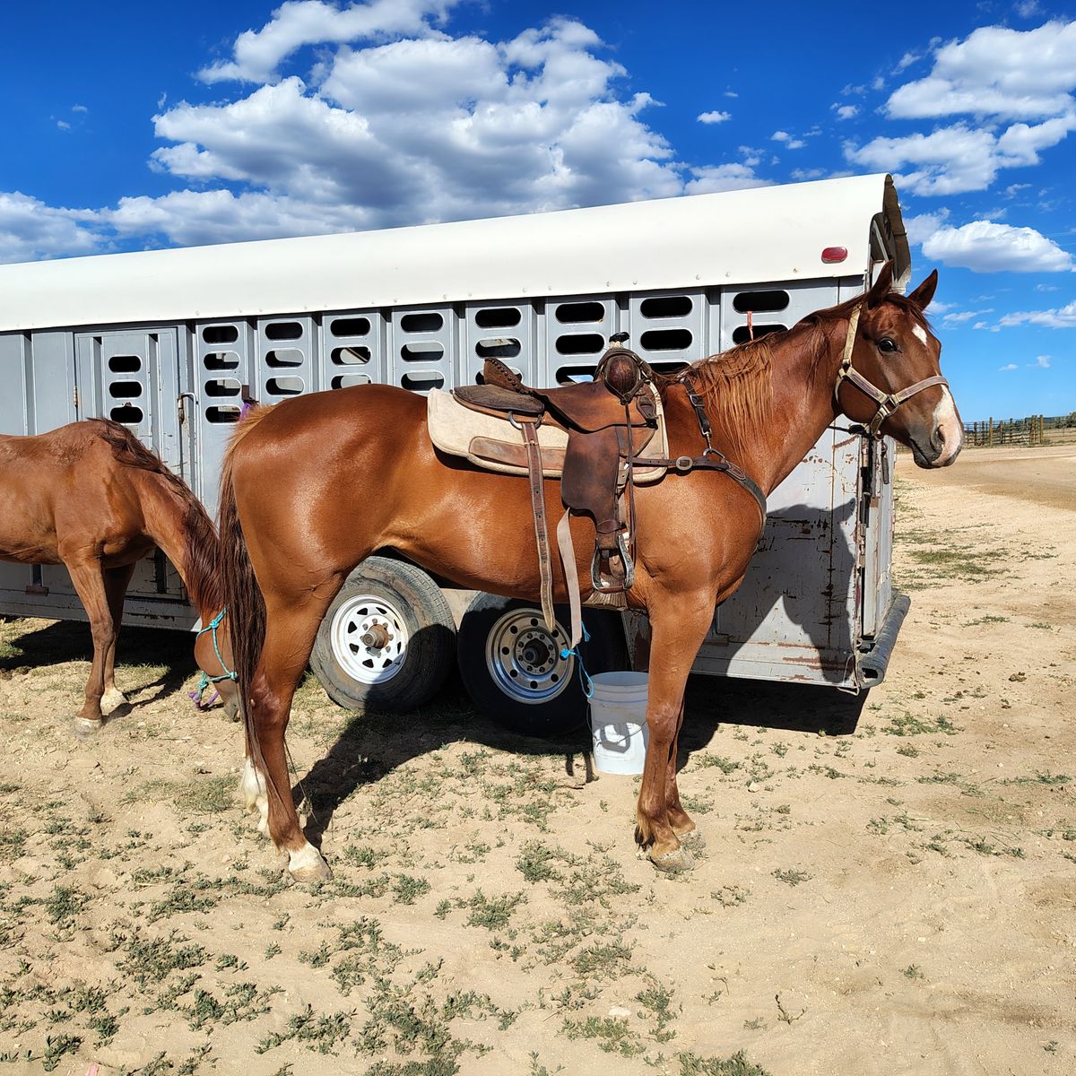 Aqha all around  mare