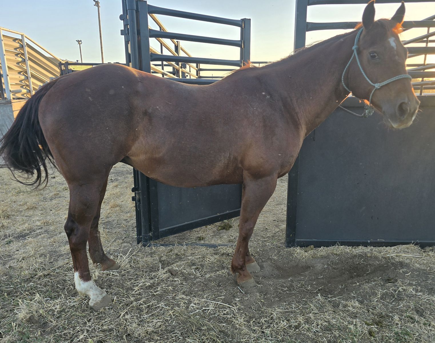 Very Cute AQHA Exposed Broodmare