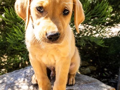 Golden Retriever Black Lab mix puppies. 7 weeks w/kennel and vaccinations.