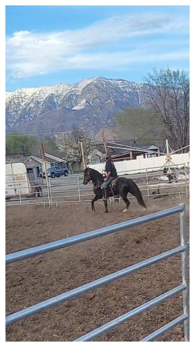 Kid-Safe Bay Horse for Sale - Gentle & Experienced Gelding, Trail Ready