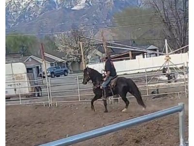 Kid-Safe Bay Horse for Sale - Gentle & Experienced Gelding, Trail Ready
