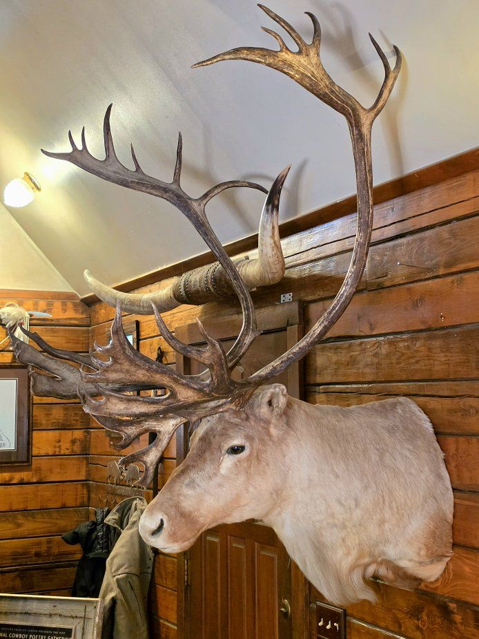 HUGE Alaskan Caribou Shoulder Mount