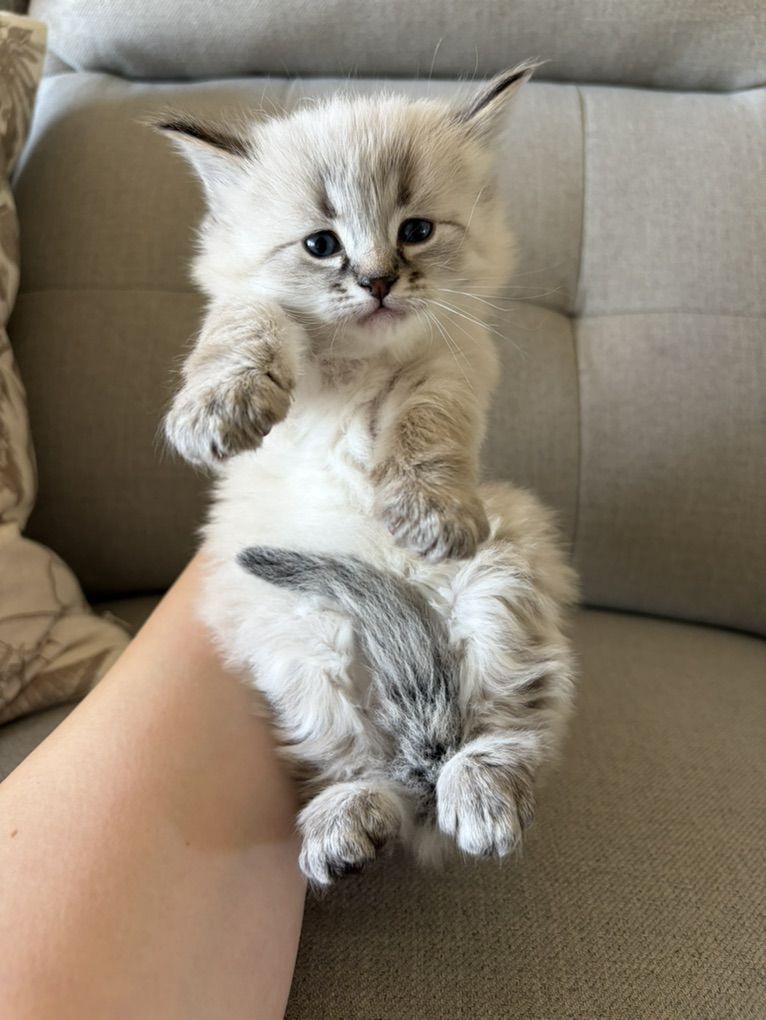 Kittens