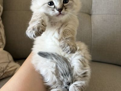 Kittens