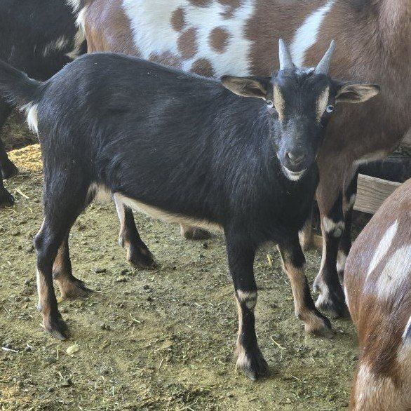 Mini-Nubian Doe