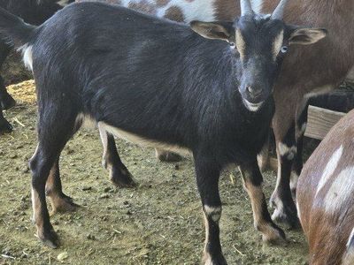 Mini-Nubian Doe
