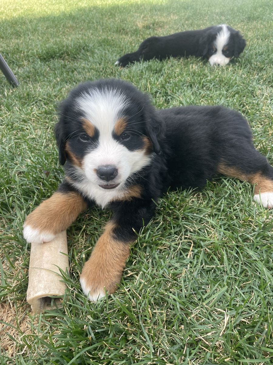 Bernese Mountain Dog Puppies Ready July 14th