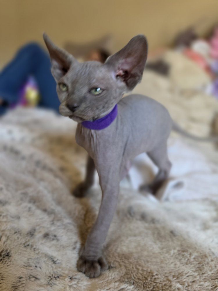 ***Sphynx kittes for sale***