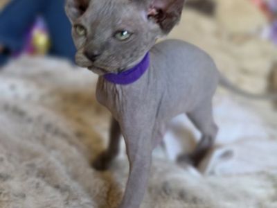 ***Sphynx kittes for sale***