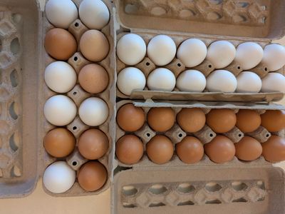 Farm fresh eggs 5$. Mapleton.