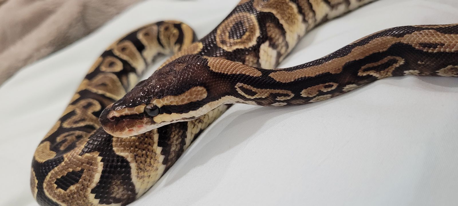 Beautiful 2 Year Old Female Ball Python