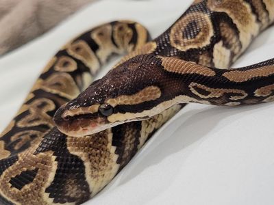 Beautiful 2 Year Old Female Ball Python