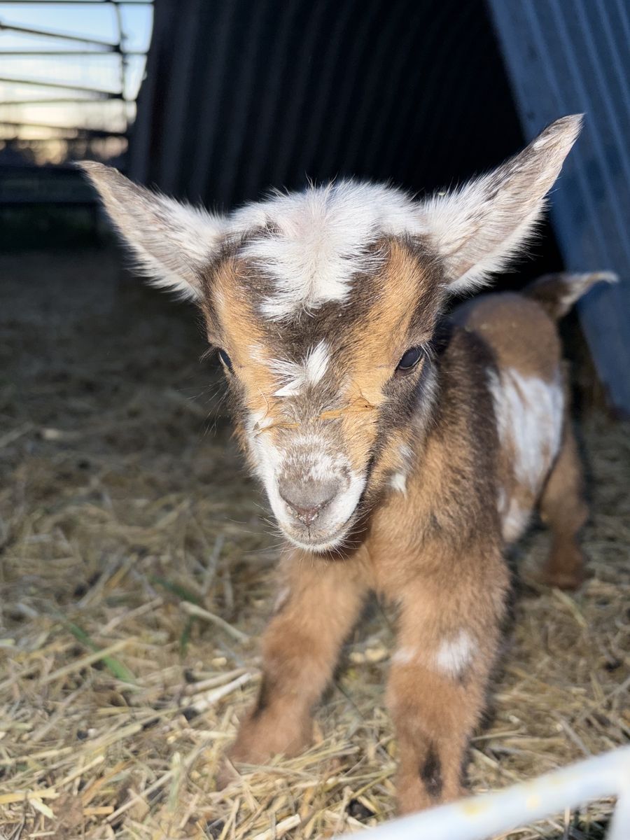Nigerian dwarf female baby goat