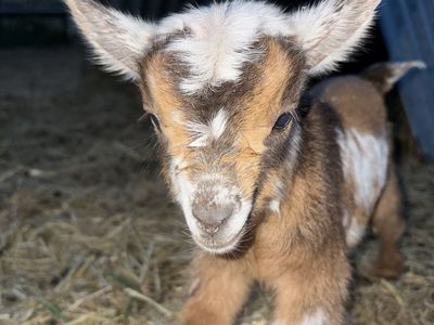 Nigerian dwarf female baby goat