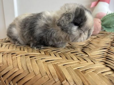 Holland Lop Buck