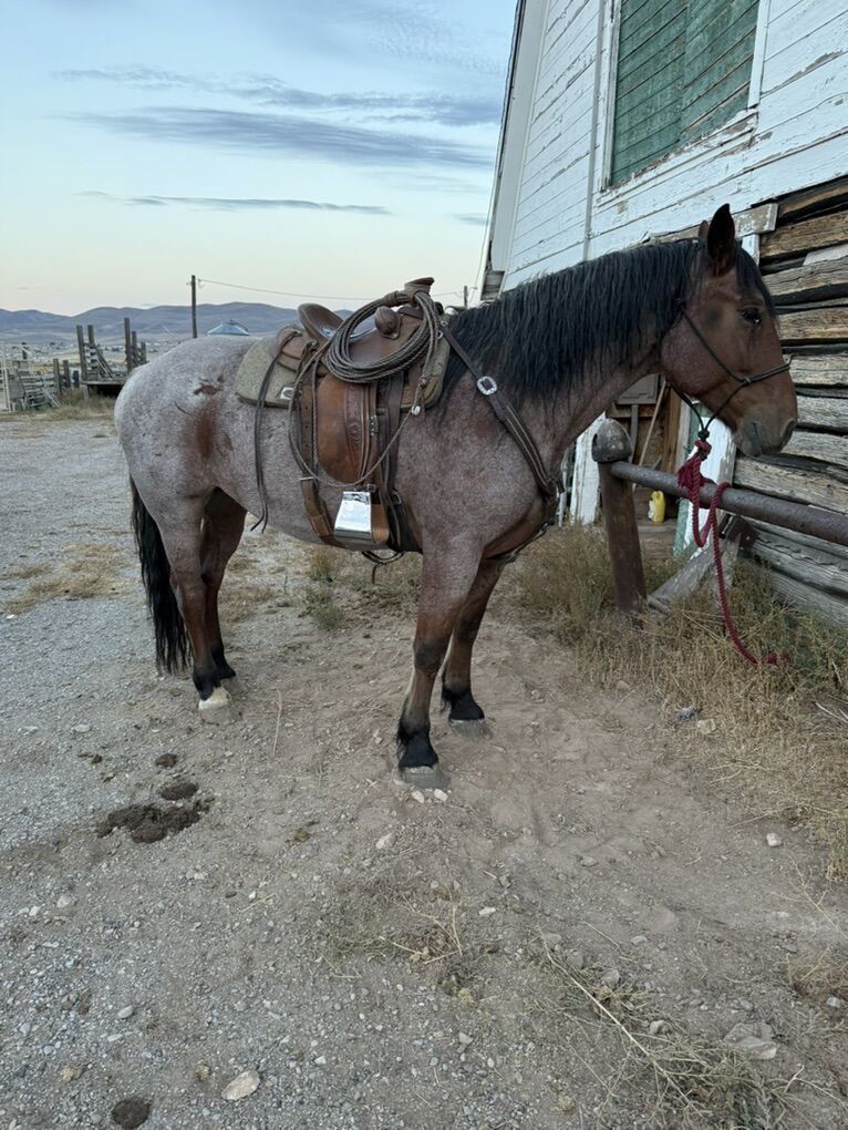 6 Year old Half Draft