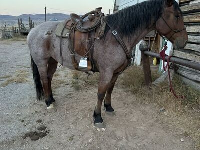 6 Year old Half Draft