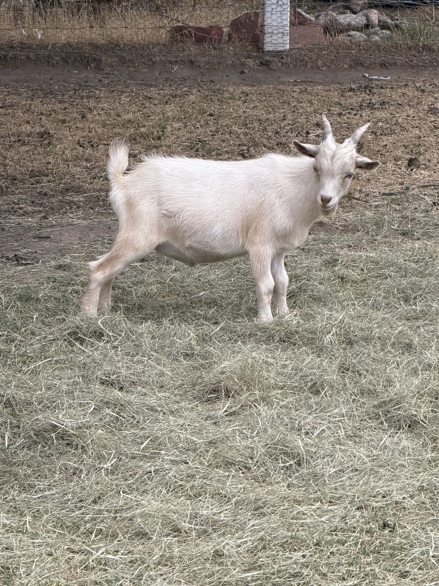 Nigerian buckling