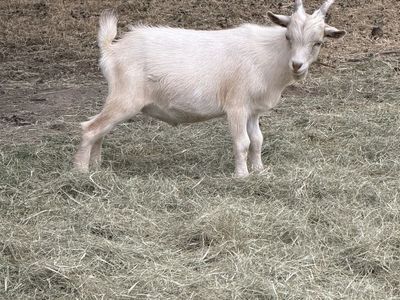 Nigerian buckling