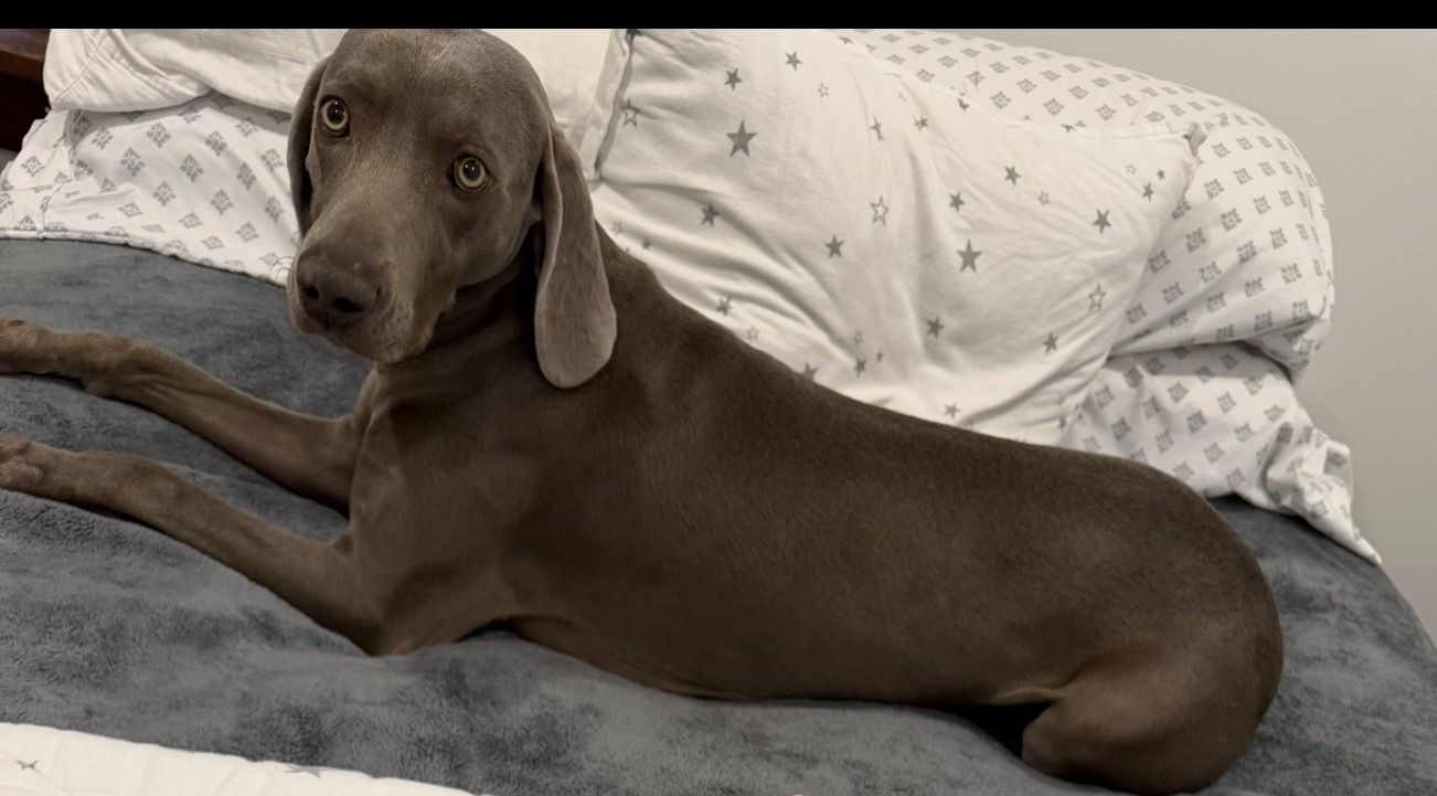 Weimaraner Dog For Rehoming - Healthy Adult Pointer