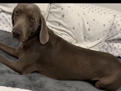 Weimaraner Dog For Rehoming - Healthy Adult Pointer