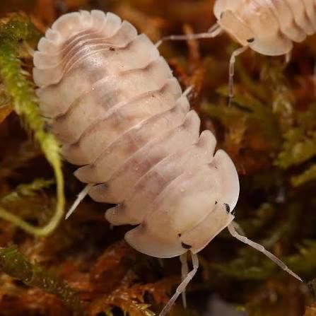 White pigeon isopods