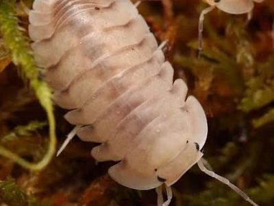 White pigeon isopods