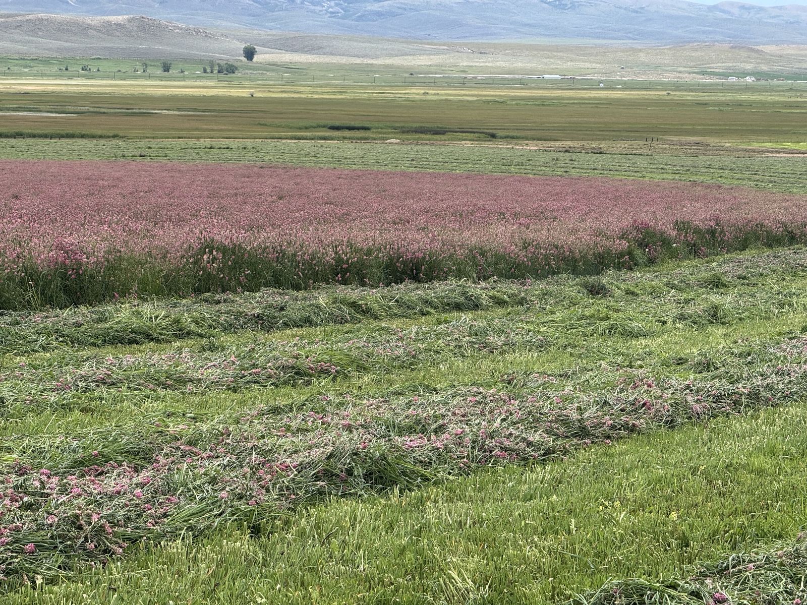 Sainfoin Hay