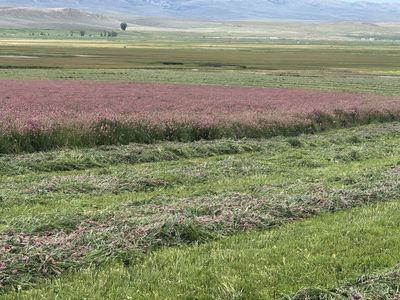 Sainfoin Hay