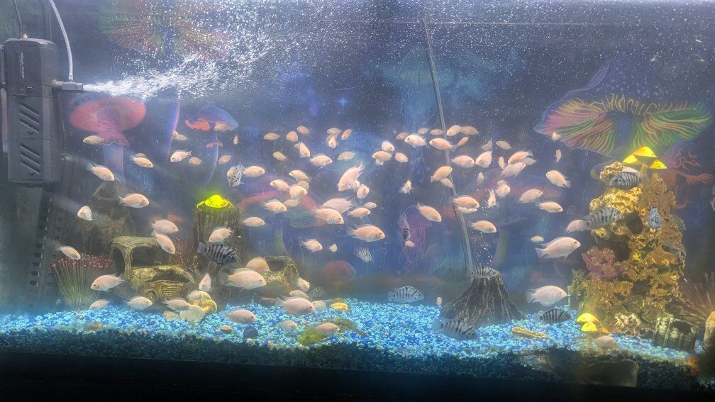 albino convict cichlids