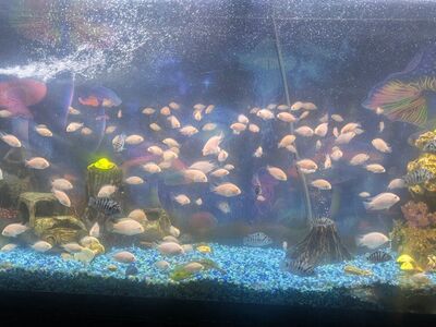 albino convict cichlids