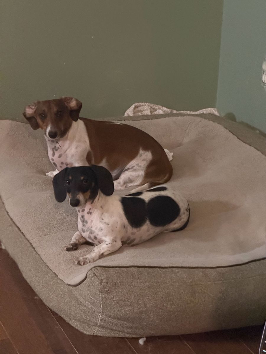 2 Male Neutered Mini Dachshunds - Tri Color Piebald