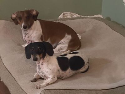 2 Male Neutered Mini Dachshunds - Tri Color Piebald
