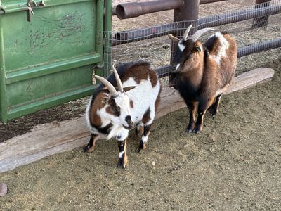 Take unwanted goats