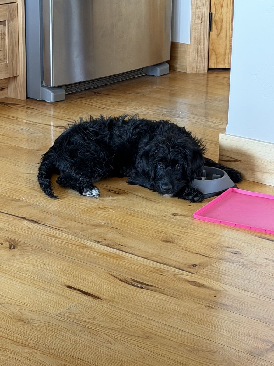Golden Retriever/Lab/Poodle Puppy