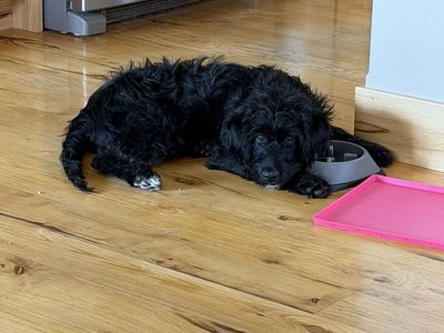 Golden Retriever/Lab/Poodle Puppy