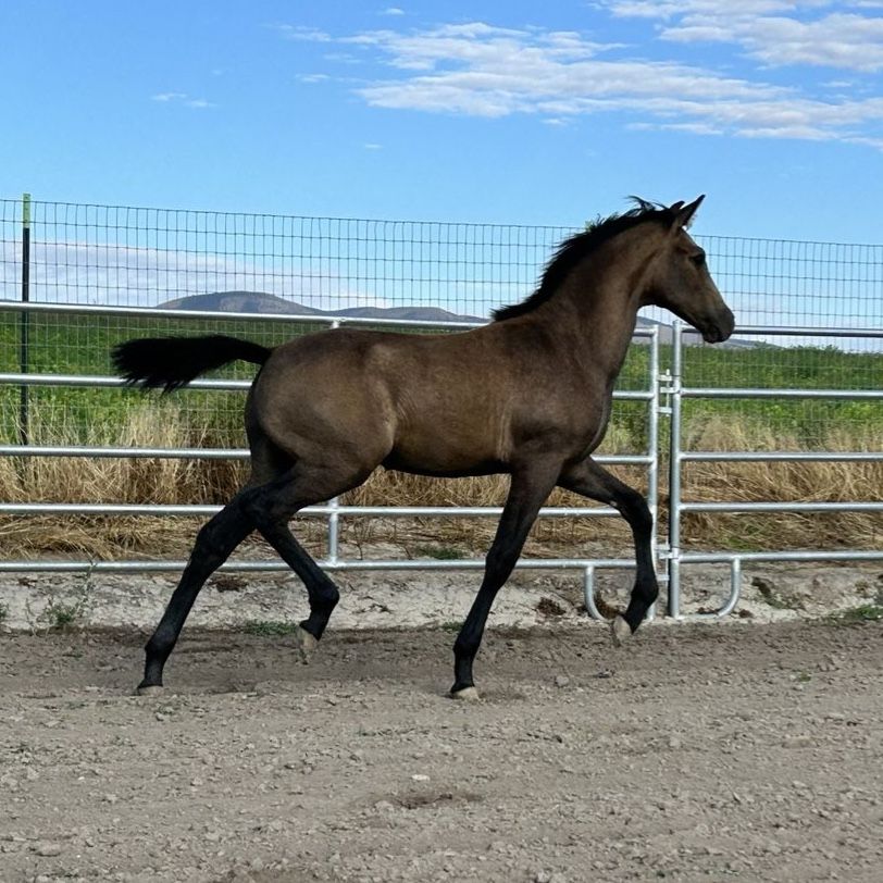 Lusitano x Andalusian Weanling colt