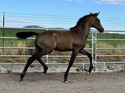 Lusitano x Andalusian Weanling colt