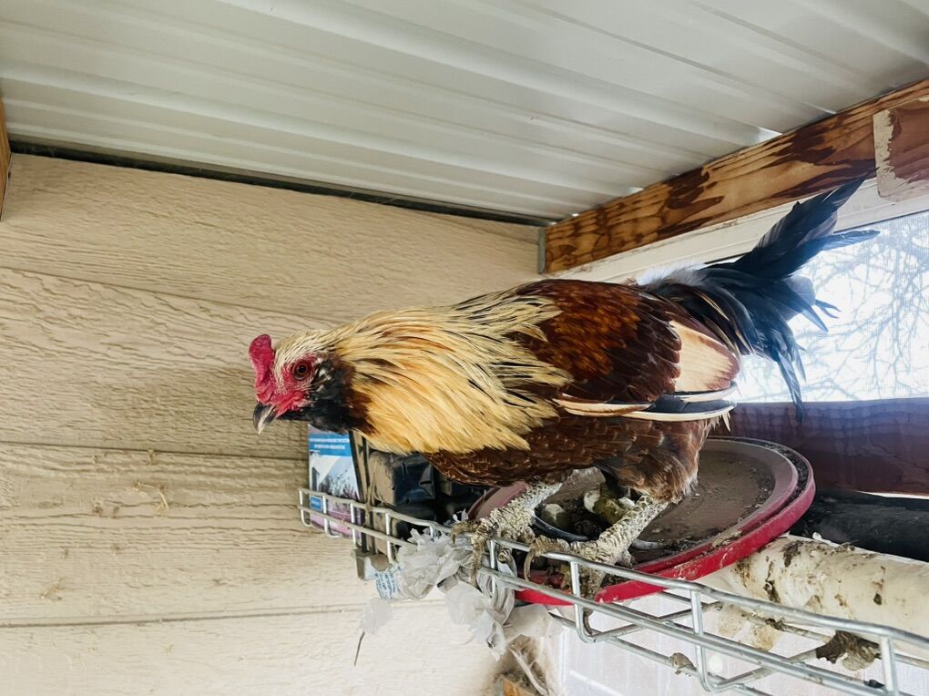 Bantam Breeding Trio