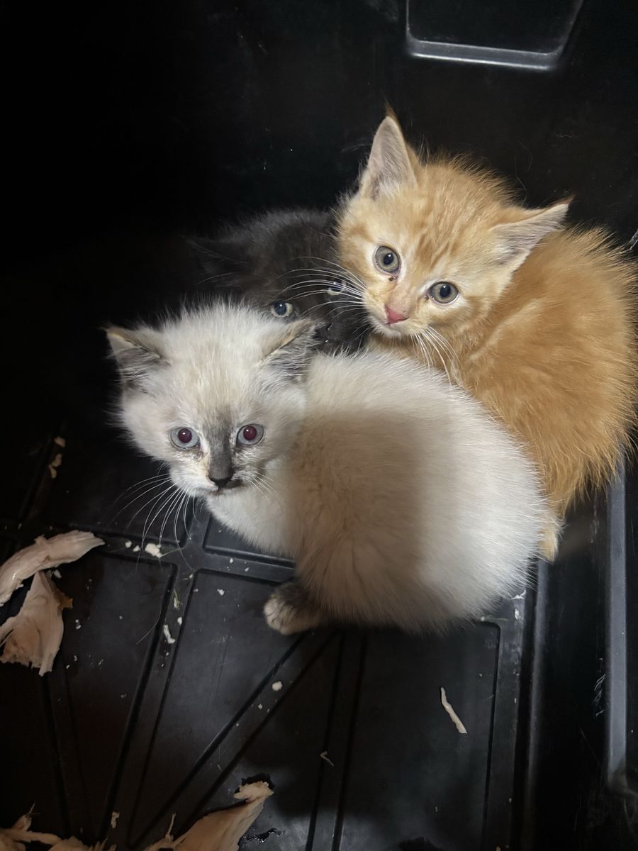 Free stray kittens