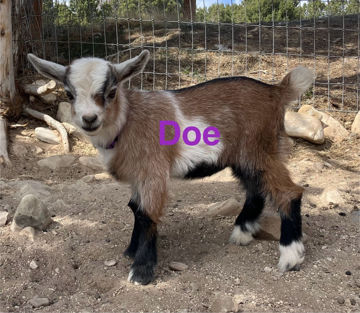 Flashy Nigerian Dwarf Kids, $100-$175