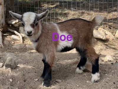 Flashy Nigerian Dwarf Kids, $100-$175
