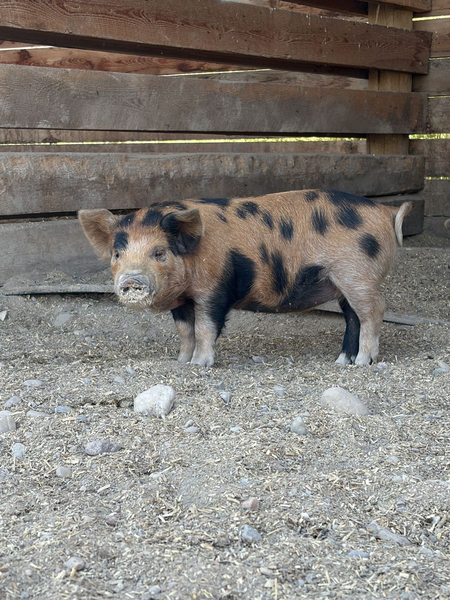 KuneKune Pigs