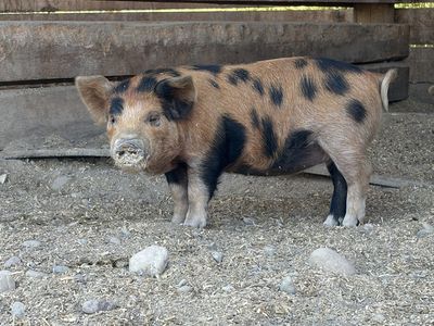 KuneKune Pigs