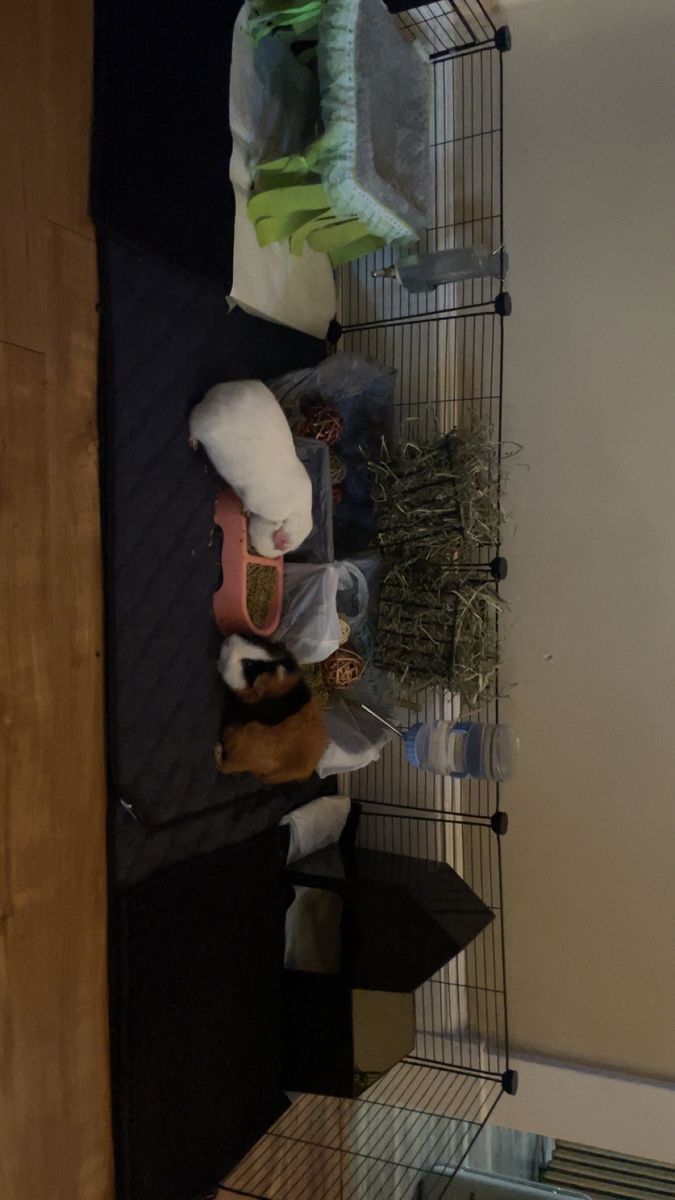 ISO Older  Guinea Pig