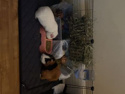 ISO Older Guinea Pig