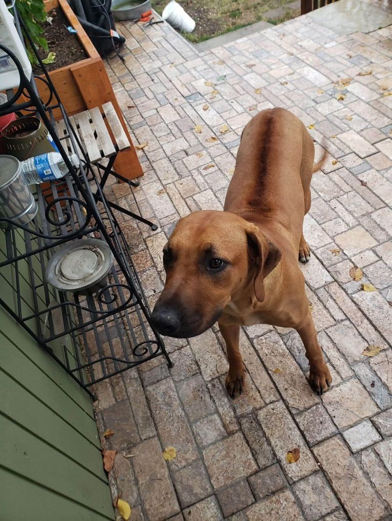 RHodesian Ridgeback Female ReHOme